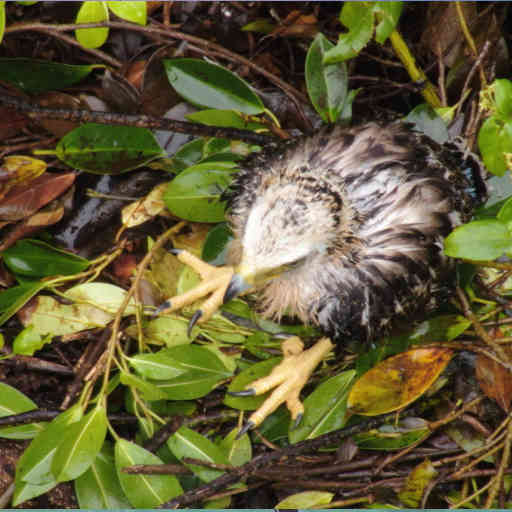 野生動物の生態系調査のイメージ